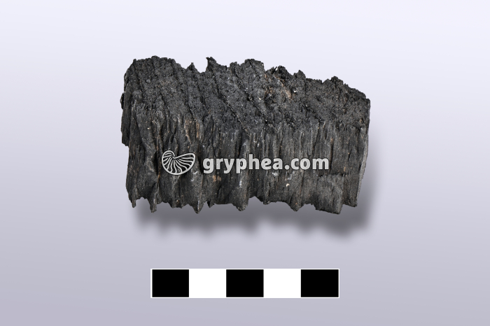 Lignite - échantillon - gryphea.org